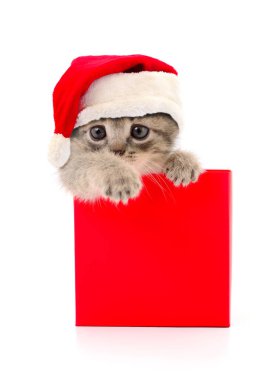 Noel Baba 'daki kedi yavrusu. Beyaz arka planda kırmızı şapka..