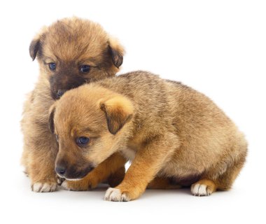 Beyaz arka planda izole edilmiş iki yavru köpek..