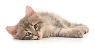 Beyaz arka planda izole edilmiş küçük gri kedi yavrusu.