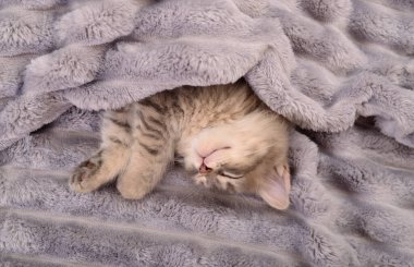 Gri bir battaniyenin üzerinde uyuyan küçük gri bir kedi yavrusu.