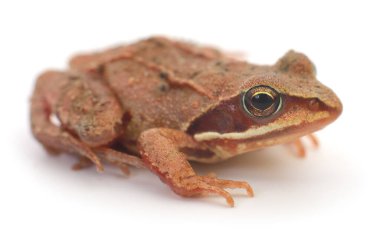 Beyaz arka plan üzerinde izole küçük kahverengi kurbağa. 