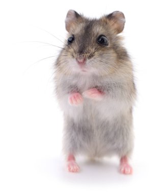 Beyaz arka planda küçük yerli hamster..