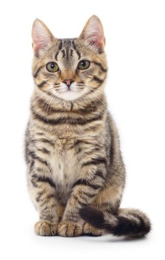 Beyaz arka planda izole edilmiş küçük kahverengi kedi yavrusu.