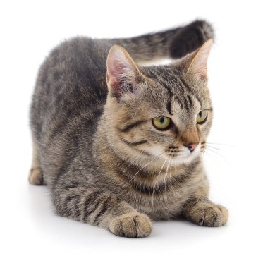 Beyaz arka planda izole edilmiş küçük kahverengi kedi yavrusu.