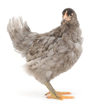 Beyaz, stüdyo çekim izole gri hen.