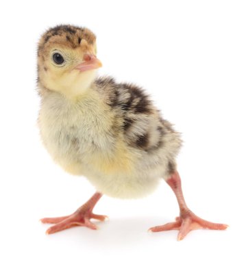 Beyaz arka planda izole edilmiş şirin yeni doğmuş tavuk hindisi..