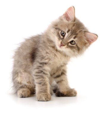 Beyaz arka planda izole edilmiş küçük gri kedi yavrusu.