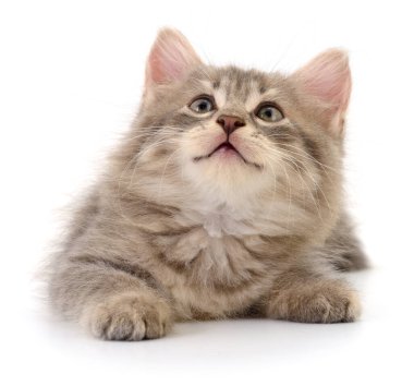 Beyaz arka planda izole edilmiş küçük gri kedi yavrusu.