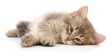 Beyaz arka planda izole edilmiş küçük gri kedi yavrusu.