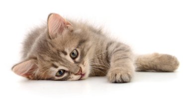 Beyaz arka planda izole edilmiş küçük gri kedi yavrusu.