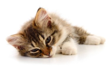 Beyaz arka planda izole edilmiş küçük kahverengi kedi yavrusu.