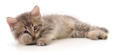 Beyaz arka planda izole edilmiş küçük gri kedi yavrusu.