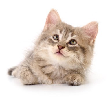 Beyaz arka planda izole edilmiş küçük gri kedi yavrusu.