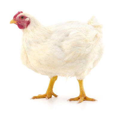 Beyaz tavuk beyaz, stüdyo çekimi