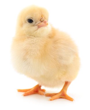 Beyaz arka planda küçük bir tavuk