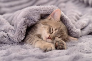 Gri bir battaniyenin üzerinde uyuyan küçük gri bir kedi yavrusu.