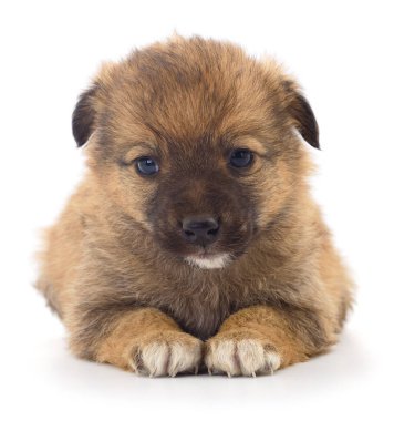 Beyaz arka planda izole edilmiş küçük bir yavru..