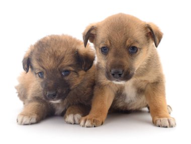 Beyaz arka planda izole edilmiş iki yavru köpek..