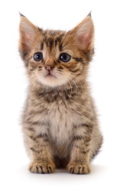 Beyaz arka planda izole edilmiş küçük kahverengi kedi yavrusu.