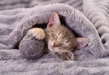 Küçük gri bir kedi yavrusu iplik yumağıyla gri bir battaniyenin üzerinde uyuyor..