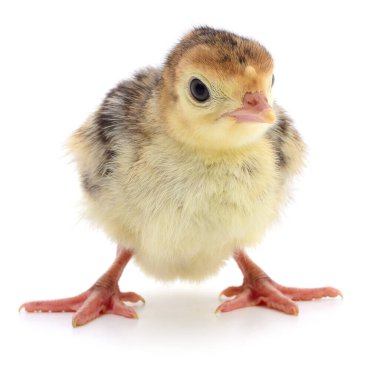 Beyaz arka planda izole edilmiş şirin yeni doğmuş tavuk hindisi..