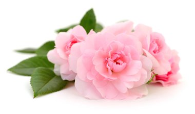 Beyaz arka planda üç güzel pembe gül.