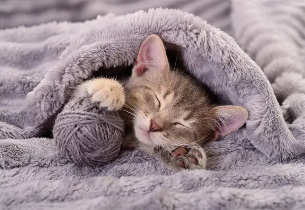 Küçük gri bir kedi yavrusu iplik yumağıyla gri bir battaniyenin üzerinde uyuyor..