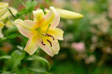 Çiçek sarı zambak bir yaz bahçesinde büyüyor.