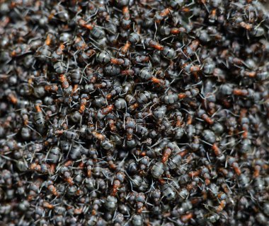 Bir grup kahverengi orman karıncaları. Doğa arkaplanı. 