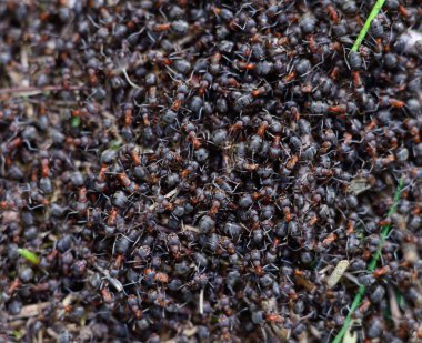 Bir grup kahverengi orman karıncaları. Doğa arkaplanı. 