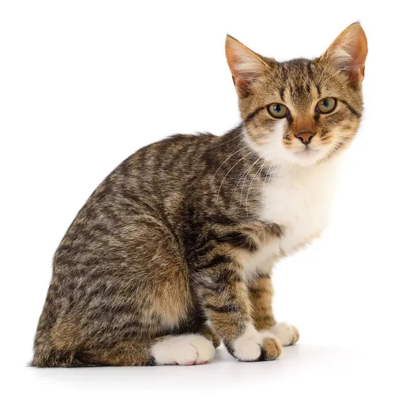 Beyaz arka planda izole edilmiş küçük kahverengi kedi yavrusu.