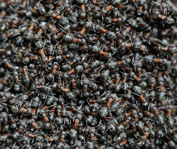 Bir grup kahverengi orman karıncaları. Doğa arkaplanı. 