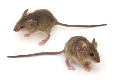 Gri Ahşap fare beyaz arkaplanda izole.