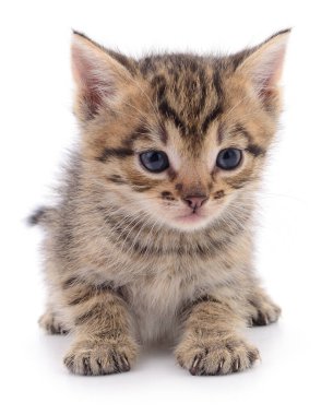 Beyaz arka planda izole edilmiş küçük kahverengi kedi yavrusu.