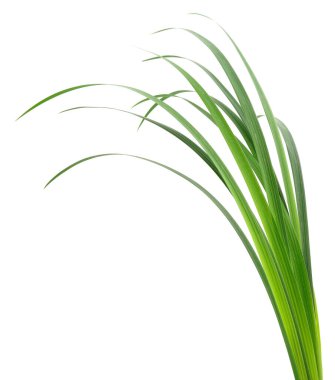 Beyaz arka planda uzun yeşil çimen yaprakları