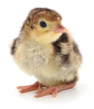 Beyaz arka planda izole edilmiş şirin yeni doğmuş tavuk hindisi..