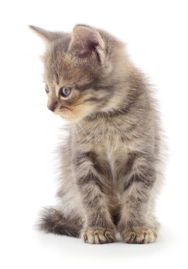 Beyaz arka planda izole edilmiş küçük gri kedi yavrusu.