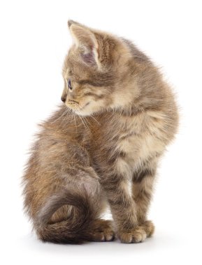 Beyaz arka planda izole edilmiş küçük gri kedi yavrusu.