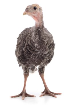 Beyaz arka planda izole edilmiş şirin küçük tavuk hindisi..