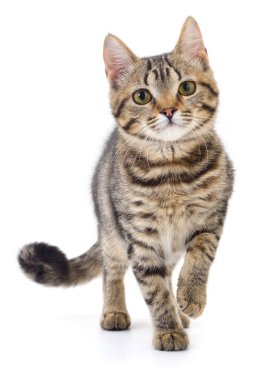 Beyaz arka planda izole edilmiş küçük kahverengi kedi yavrusu.