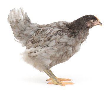 Beyaz, stüdyo çekim izole gri hen.