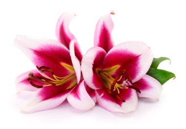 Beyaz arka planda iki pembe zambak izole edilmiş..