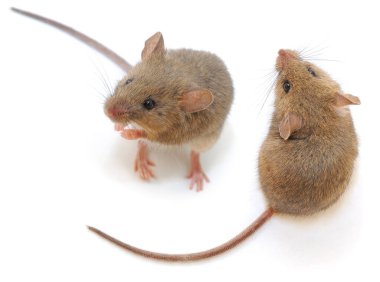 Gri Ahşap fare beyaz arkaplanda izole.