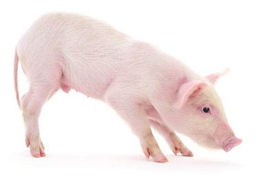 Beyaz arka planda temsil edilen domuz.