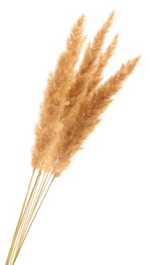 Kabarık koltuk çimeni kulağı beyaza izole edilmiş..