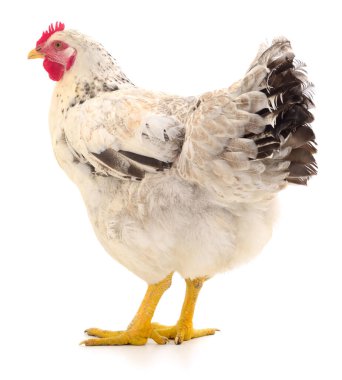 Beyaz tavuk beyaz, stüdyo çekimi