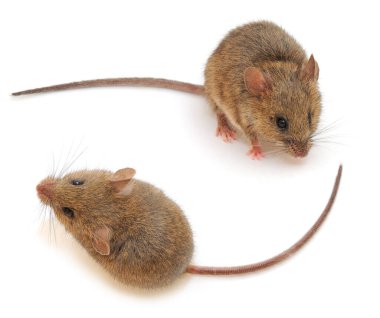 Gri Ahşap fare beyaz arkaplanda izole.