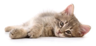 Beyaz arka planda izole edilmiş küçük gri kedi yavrusu.