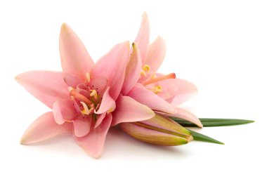 Beyaz arka planda iki pembe zambak izole edilmiş..