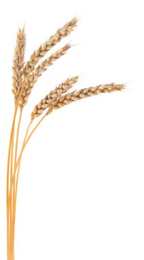 Beyaz arkaplanda yalıtılmış buğday kulakları.